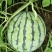 8424瓜皮薄，甜度高西瓜🍉