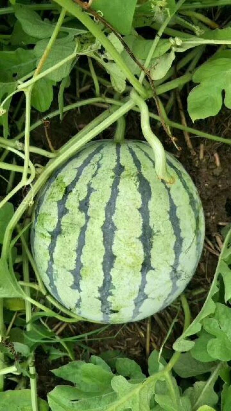 8424瓜皮薄，甜度高西瓜🍉