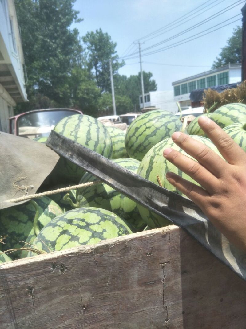 8424瓜皮薄，甜度高西瓜🍉