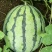 8424瓜皮薄，甜度高西瓜🍉