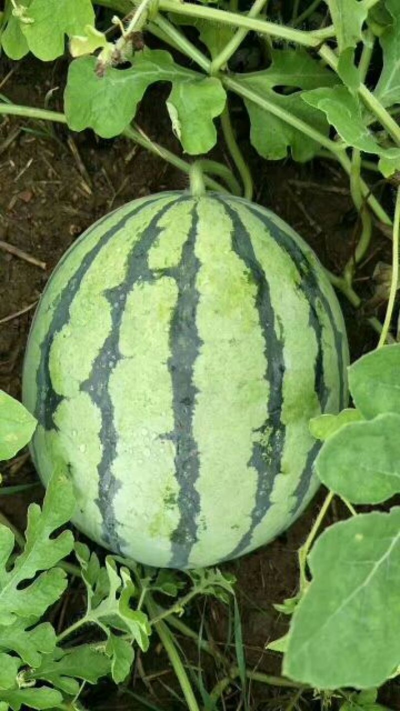 8424瓜皮薄，甜度高西瓜🍉