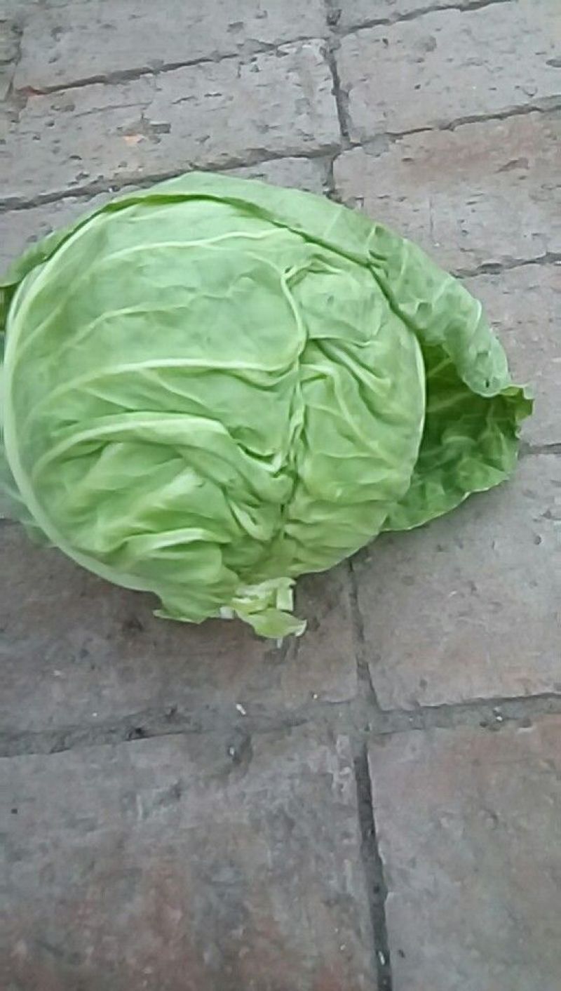 甘蓝