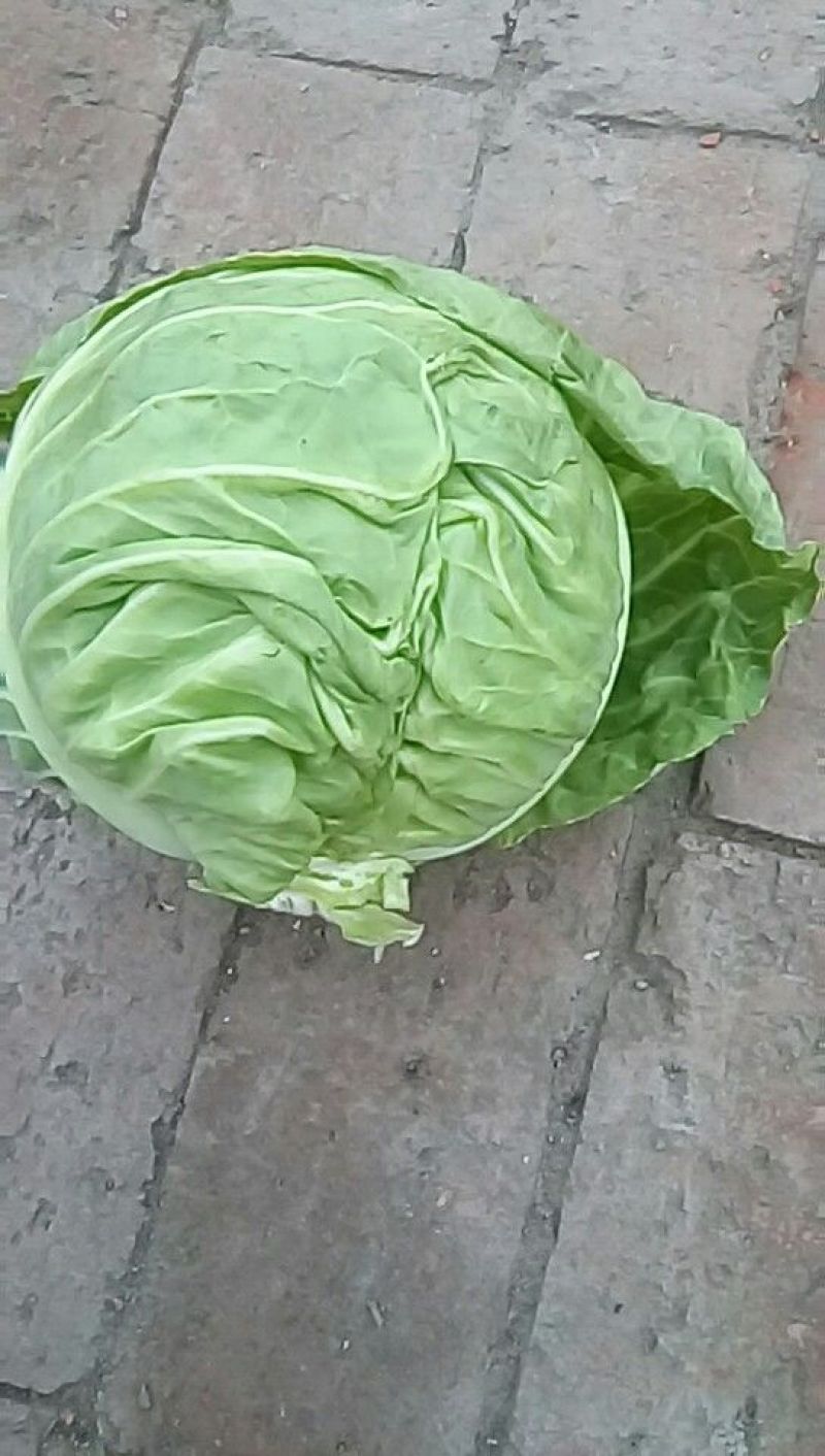 甘蓝