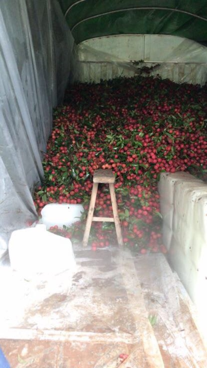 禾荔（淮枝）1.5~2cm