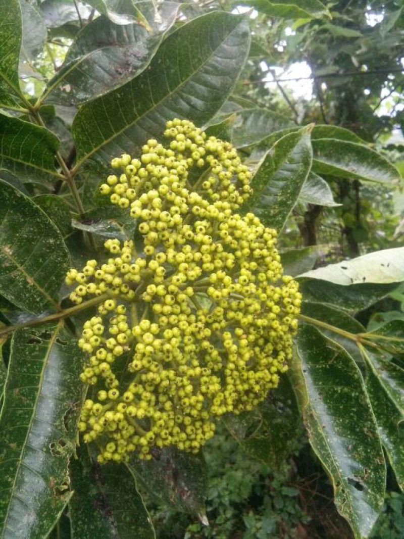 正中野生中花吴茱萸
