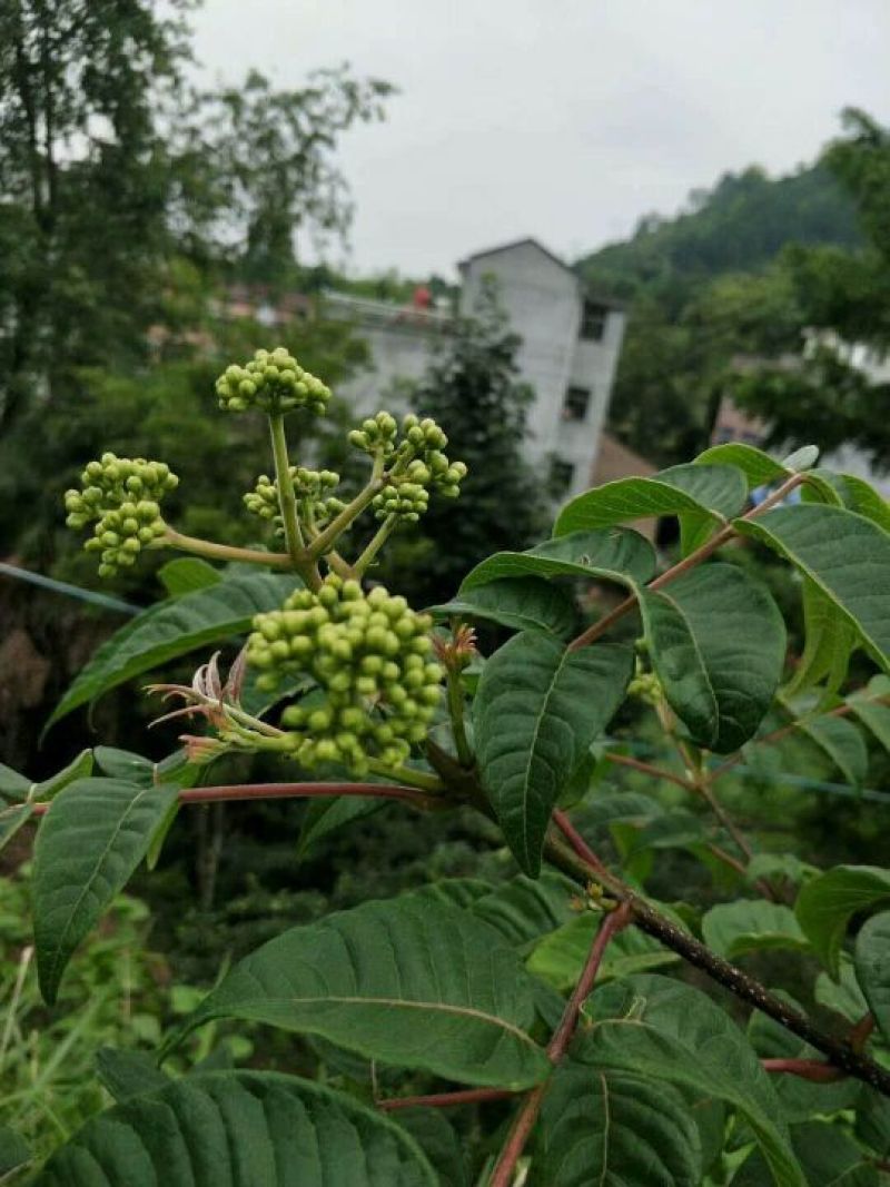 正中野生中花吴茱萸