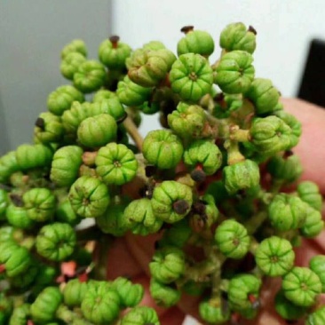 正中野生中花吴茱萸