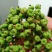 正中野生中花吴茱萸