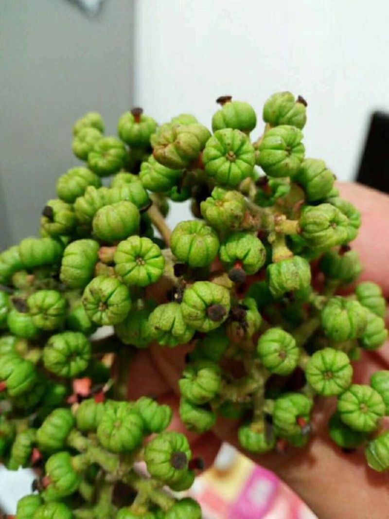 正中野生中花吴茱萸