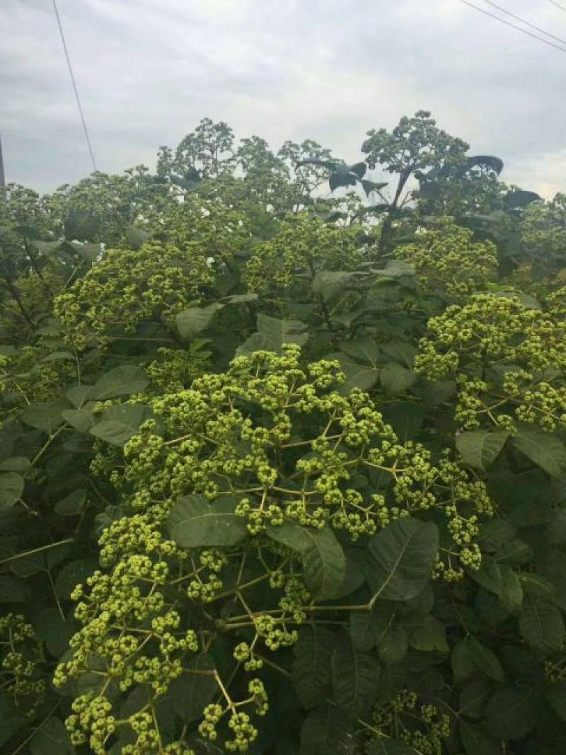 正中野生中花吴茱萸