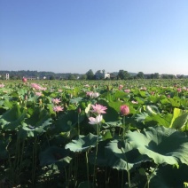 湘莲特级鲜莲子