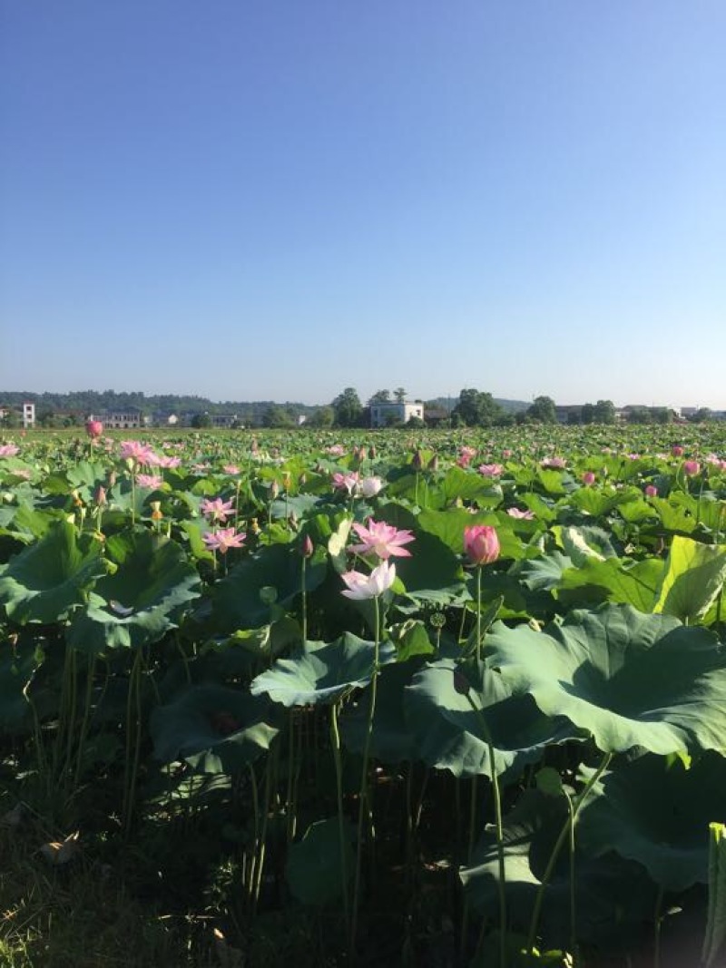 湘莲特级鲜莲子
