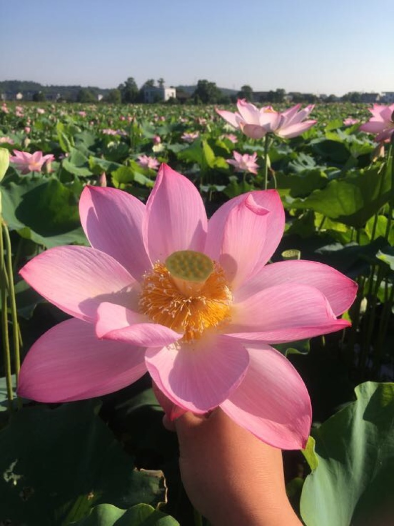 湘莲特级鲜莲子