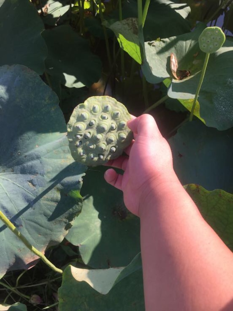 湘莲特级鲜莲子