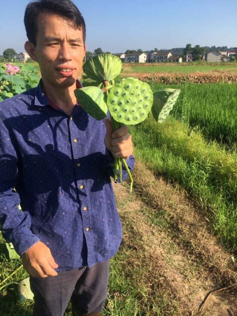 湘莲特级鲜莲子