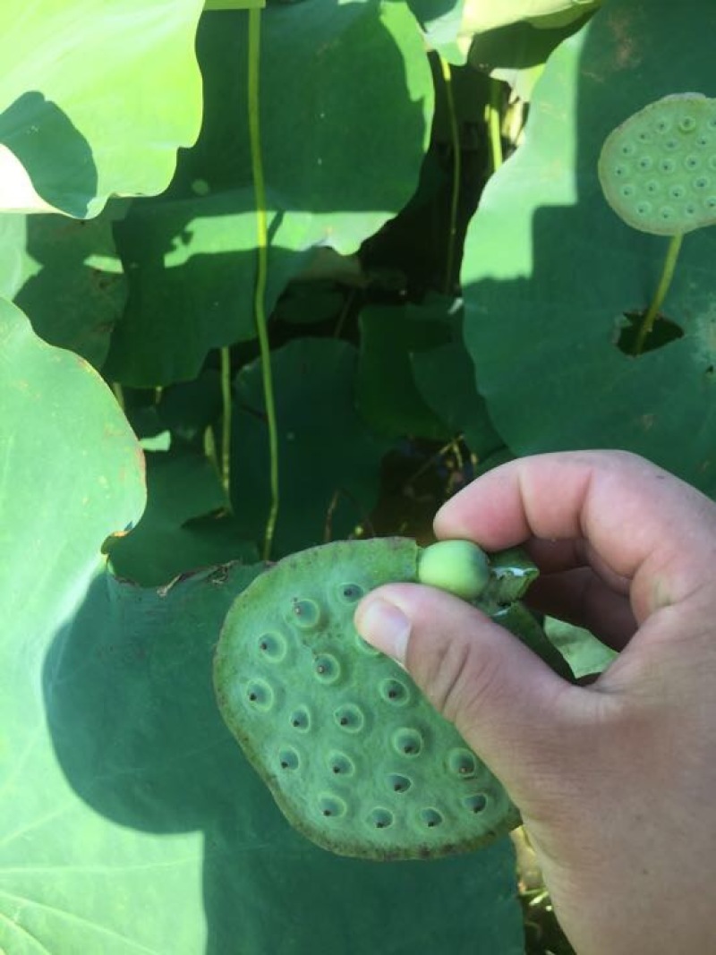 湘莲特级鲜莲子