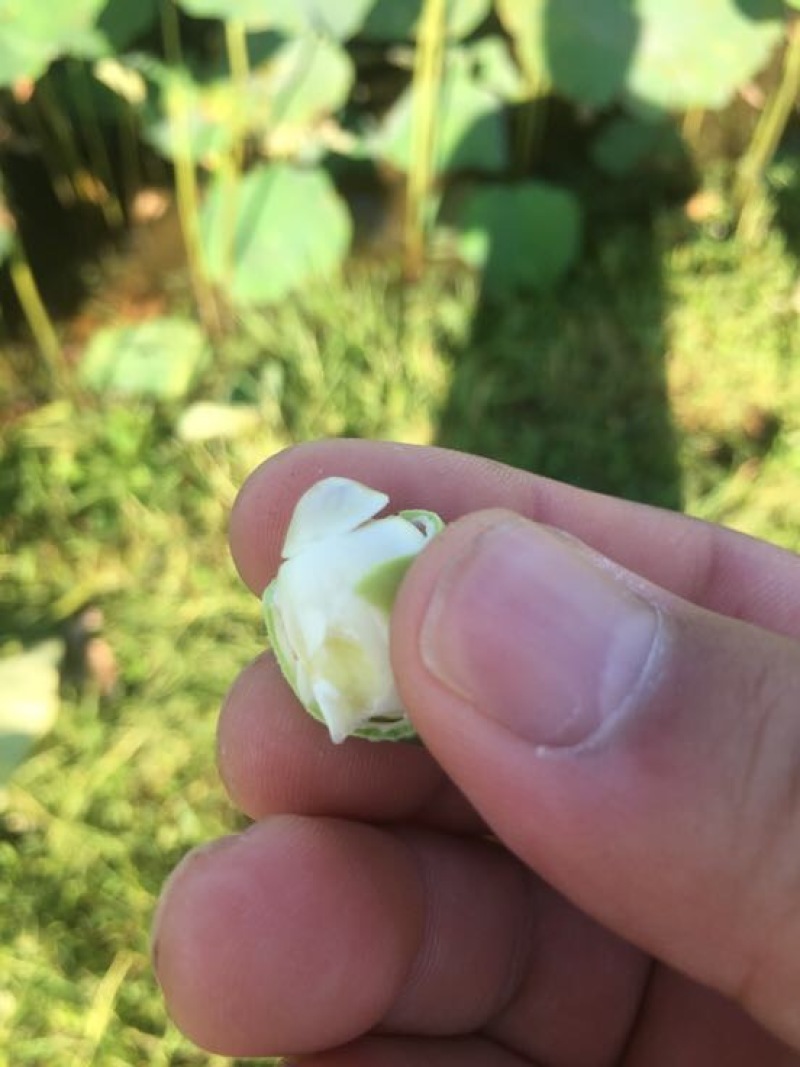 湘莲特级鲜莲子