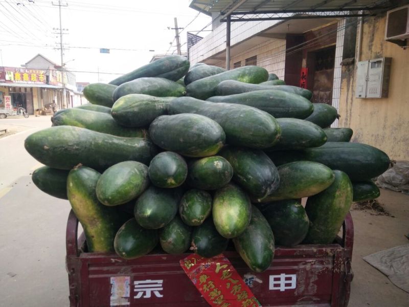 黑皮冬瓜┃产地直供┃量大从优┃市场**