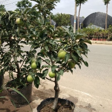 苹果树