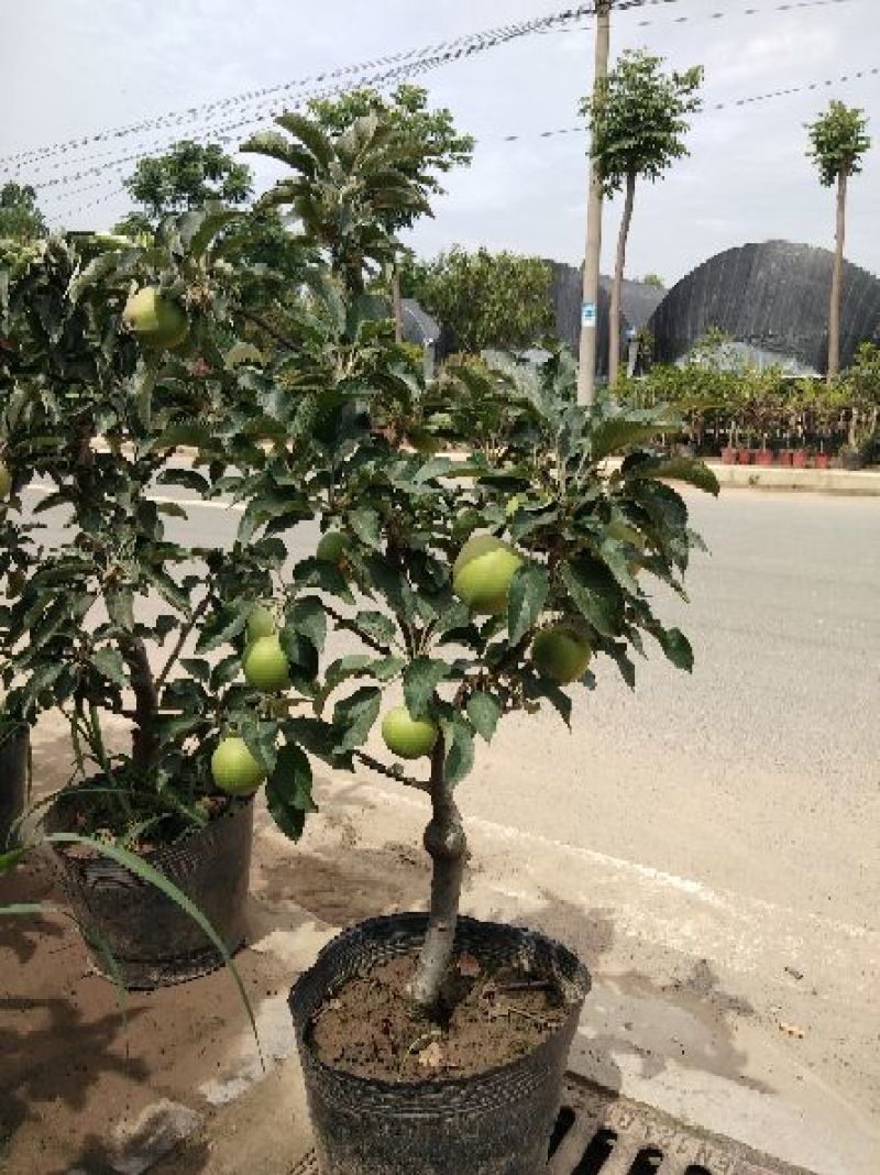 苹果树