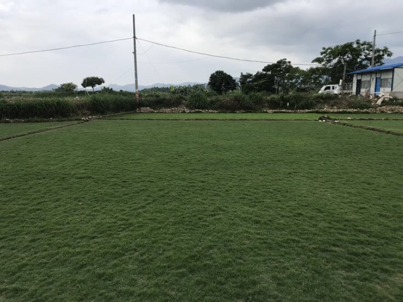 草坪草