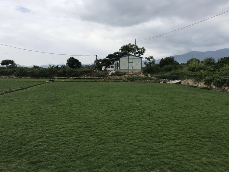 草坪草