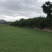 草坪草