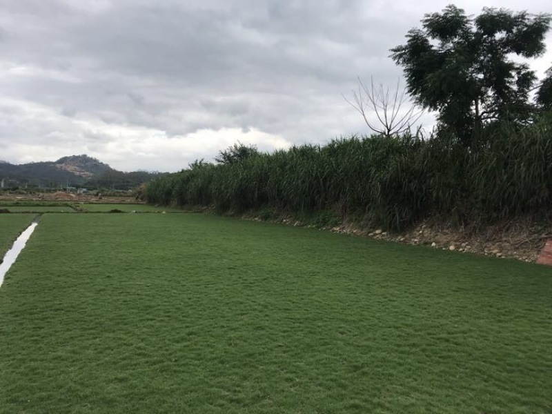草坪草