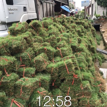 草坪草