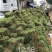 草坪草