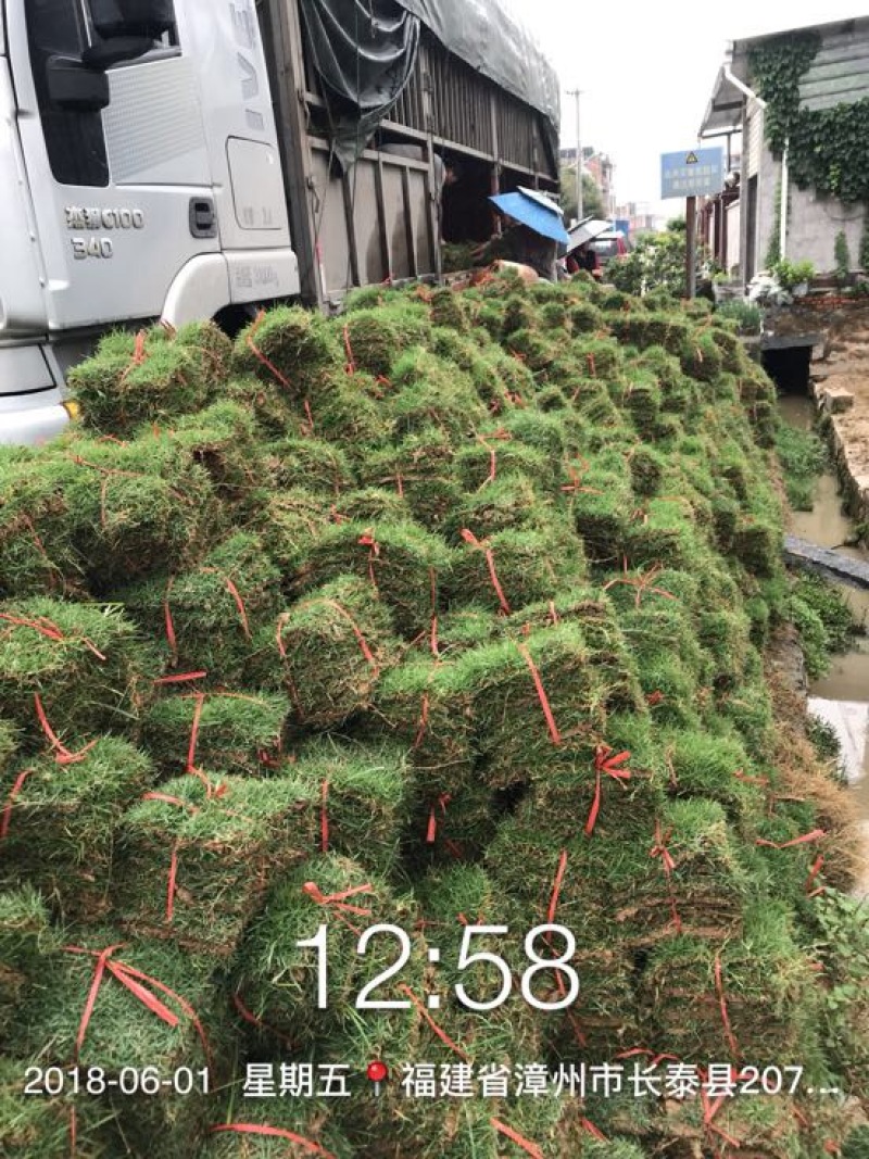 草坪草