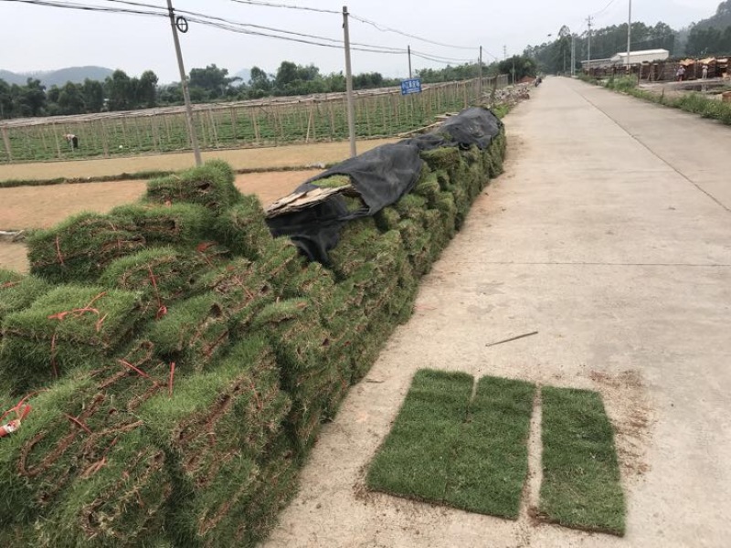 草坪草