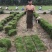 草坪草