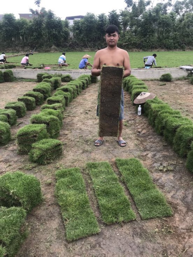 草坪草