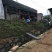 草坪草