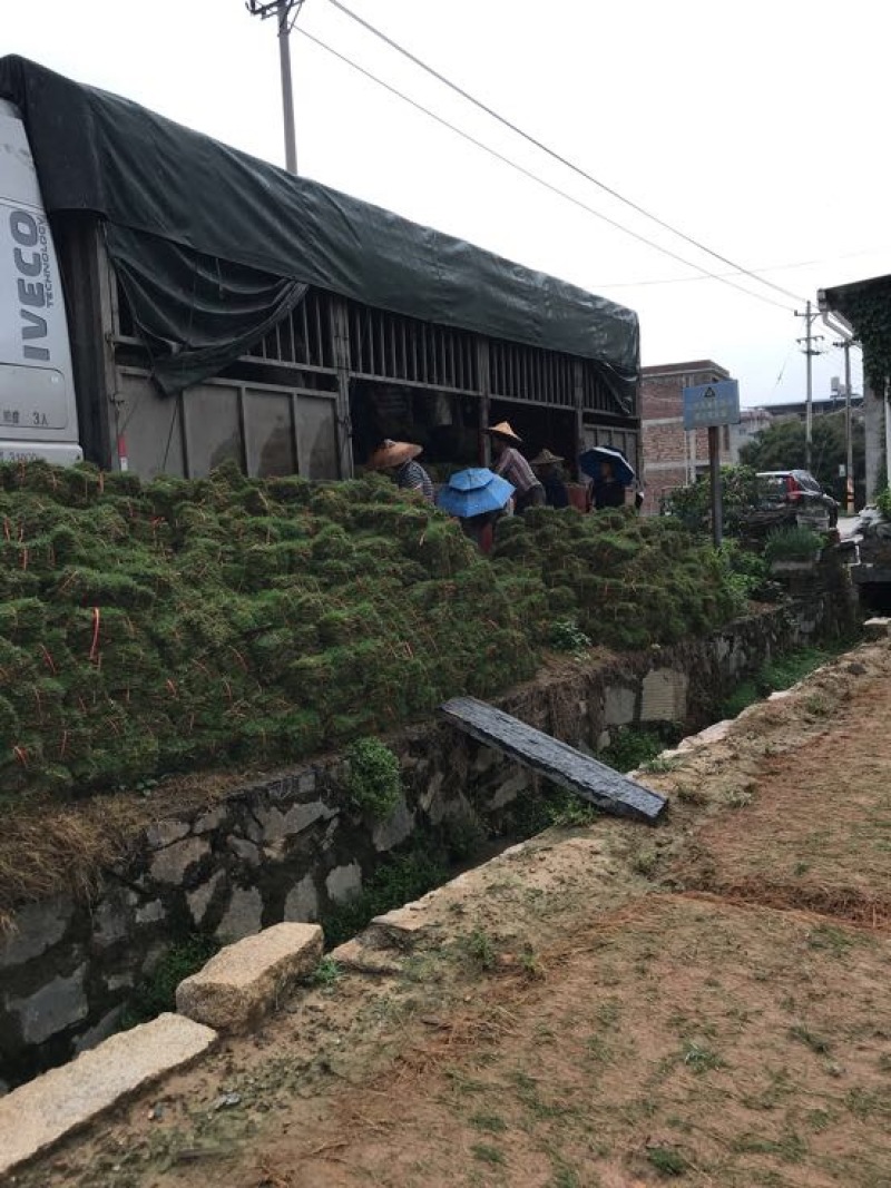 草坪草