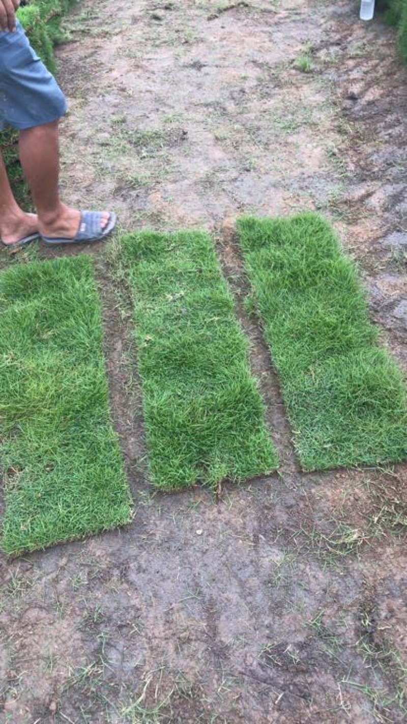 草坪草