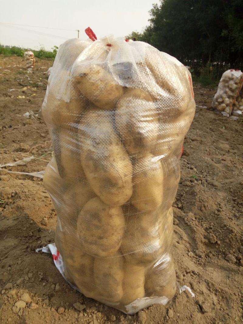 河北万亩土豆生产基地现已大量上市供应优质土豆精品土豆