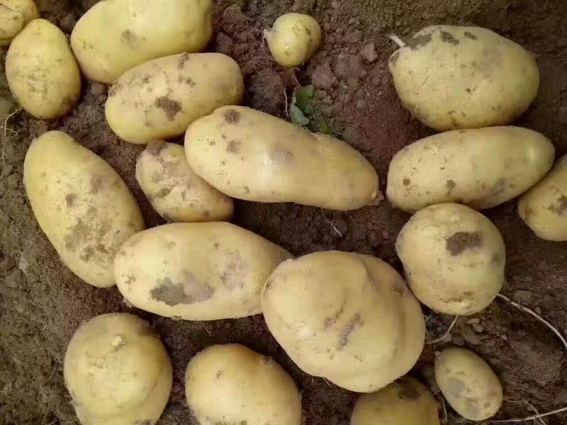 河北万亩土豆生产基地现已大量上市供应优质土豆精品土豆
