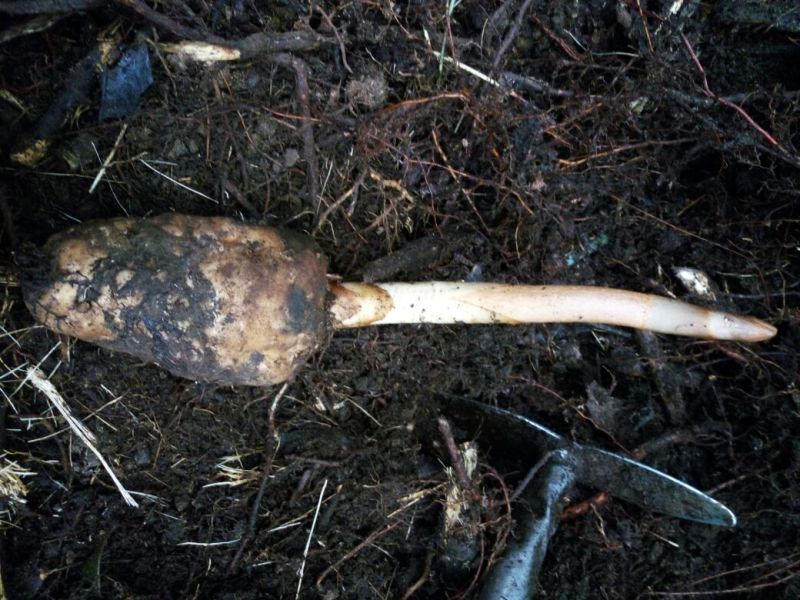 纯野生天麻干货，要的联系，