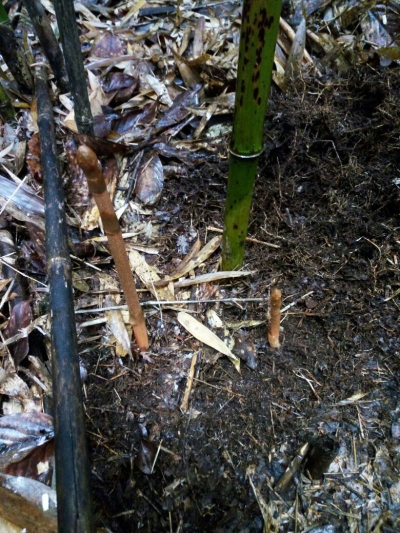 纯野生天麻干货，要的联系，