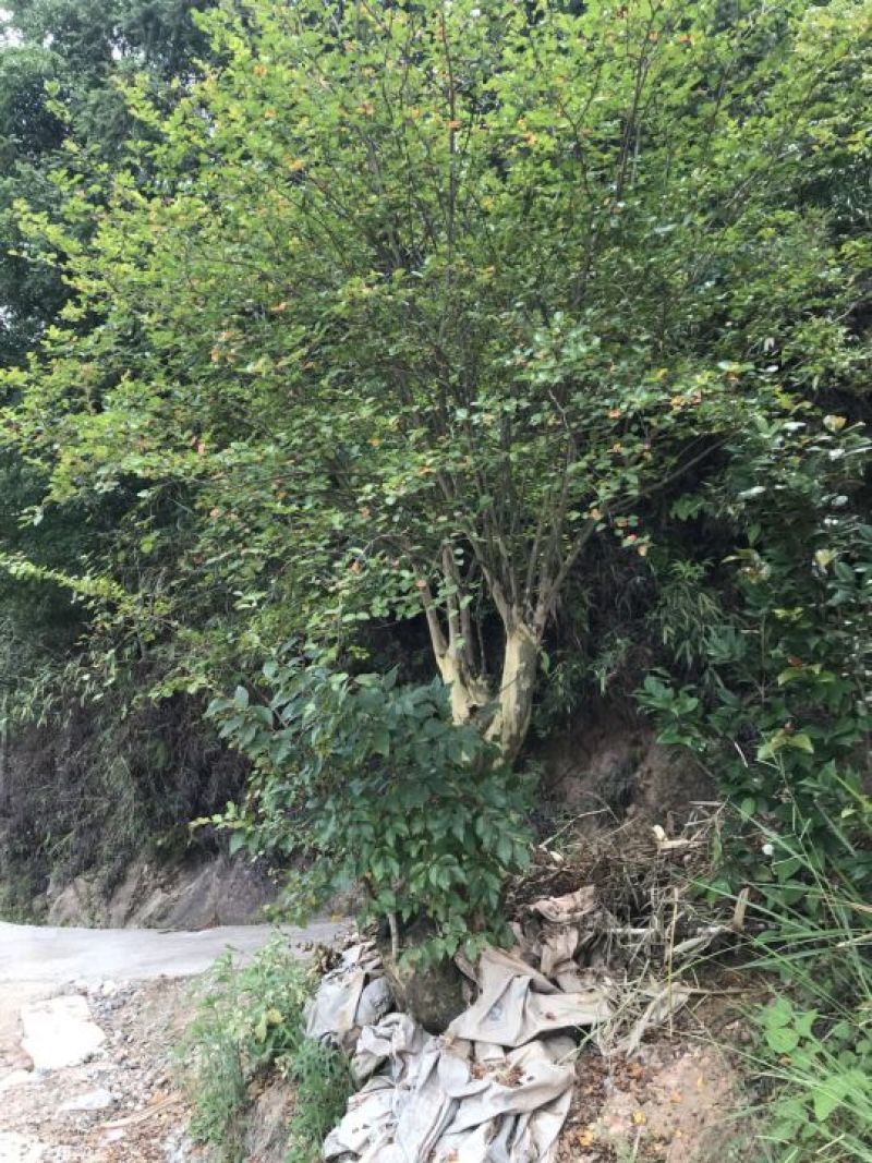 玫红紫薇