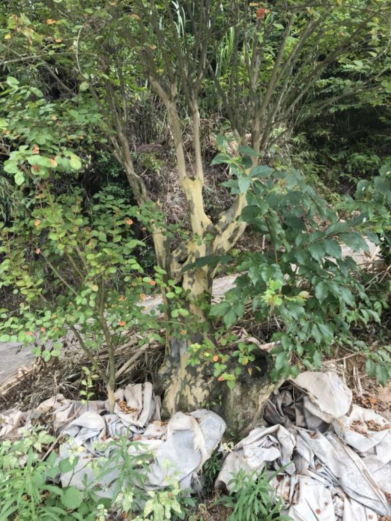 玫红紫薇