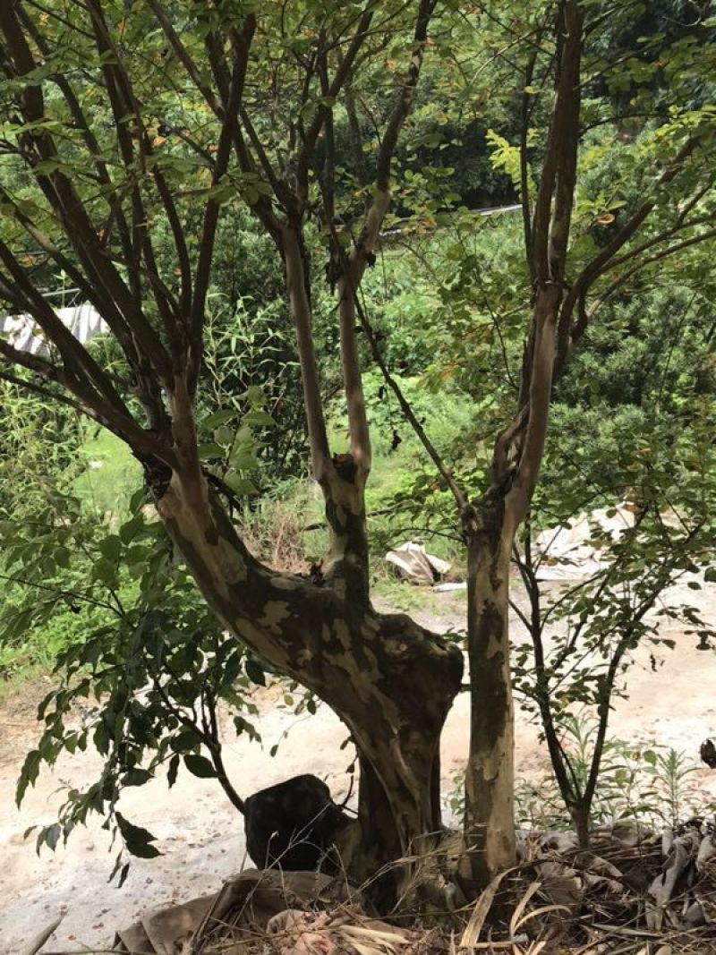 玫红紫薇