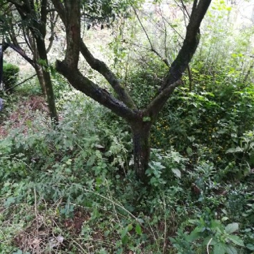 红梅