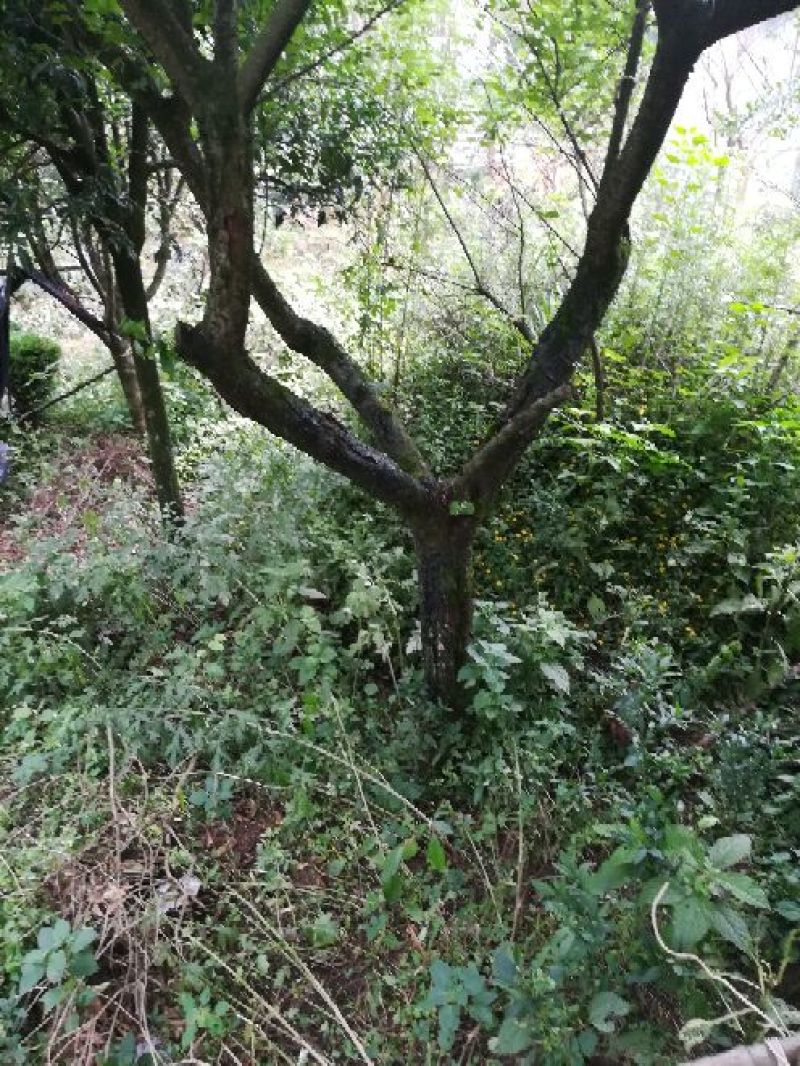 红梅