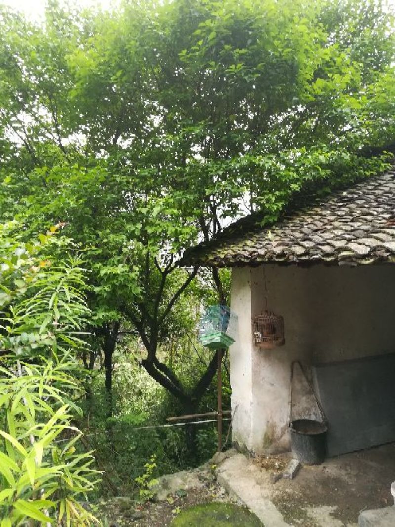 红梅