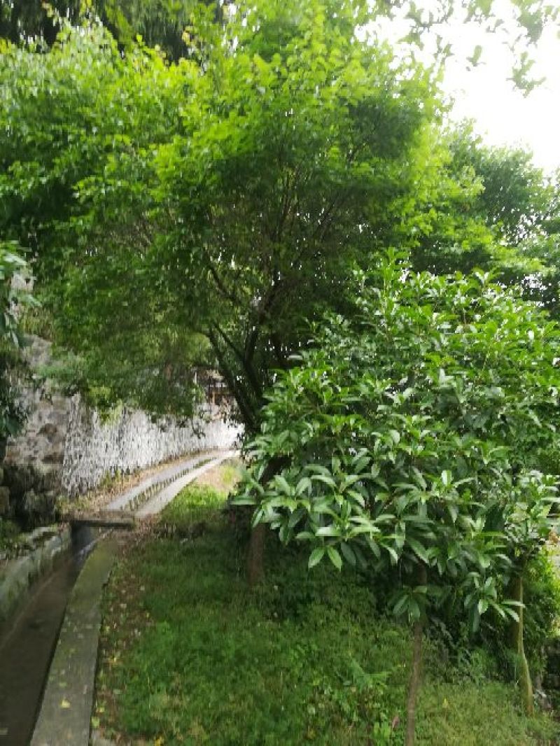 红梅