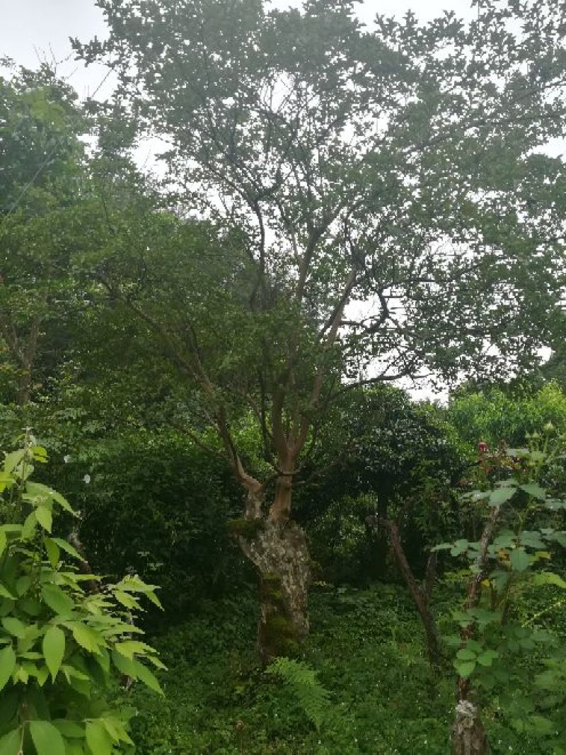 原生红花紫薇树