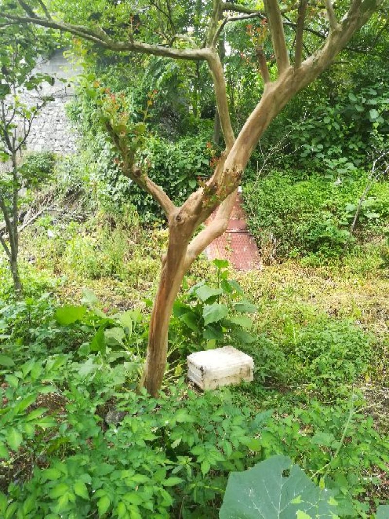 原生红花紫薇树